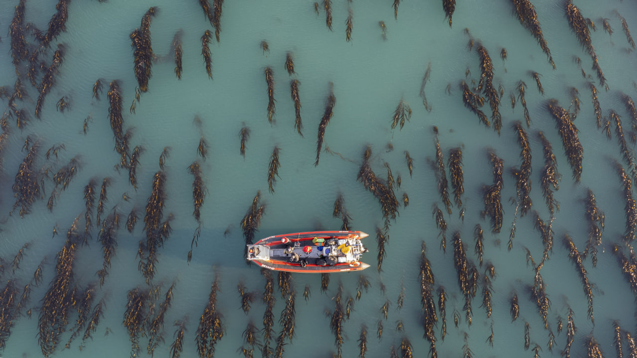 Navegando los bosques de macroalgas de Santa Cruz, Argentina - foto de Cristian Lagger 